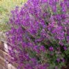 Ultra Violet Salvia -Garden Wonders salvia ultra violet over wall purple 1