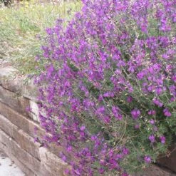 Cold Hardy Rainbow Salvia Collection -Garden Wonders salvia ultra violet over wall 2