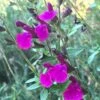 FlowerKisser® Royal Rose Salvia -Garden Wonders salvia x wwg04 flowerkisser royal rose sage pink blooms