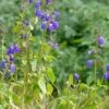 Deep Blue Arizona Salvia -Garden Wonders salvia arizonica deep blue 2 web