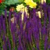Caradonna Salvia -Garden Wonders salvia caradonna cropped