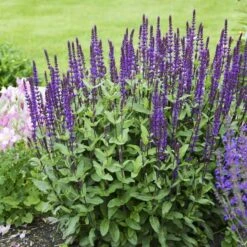 Caradonna Salvia 15 Caradonna Salvia -Garden Wonders salvia caradonna walters gardens 3 cropped