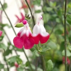 Hot Lips Salvia -Garden Wonders salvia hot lips close up