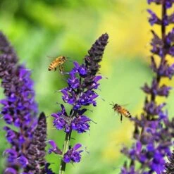May Night Salvia -Garden Wonders salvia may night emmis oure cropped
