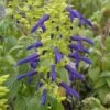 Limelight Mexican Salvia -Garden Wonders salvia mexicana limelight web