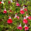 Hot Lips Salvia -Garden Wonders salvia microphylla hot lips close up of flwrs cc