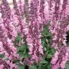 Lyrical™ Rose Salvia -Garden Wonders salvia nemorosa balyricose