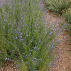 Autumn Sapphire™ Salvia -Garden Wonders salvia reptans autumn sapphire brooke colburn 1 actually cropped