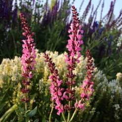Lyrical™ Rose Salvia -Garden Wonders salvia sylvestris balyricose 676836163 cropped