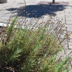 Gray Santolina 10 Gray Santolina -Garden Wonders santolina chamaecyparissus gray santolina flowers