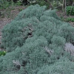 Gray Santolina 13 Gray Santolina -Garden Wonders santolina chamaecyparissus gray santolina spring