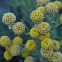 Gray Santolina 12 Gray Santolina -Garden Wonders santolina chamaecyparissus gray santolina summer flowers close up