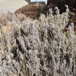 Gray Santolina 15 Gray Santolina -Garden Wonders santolina chamaecyparissus gray santolina winter