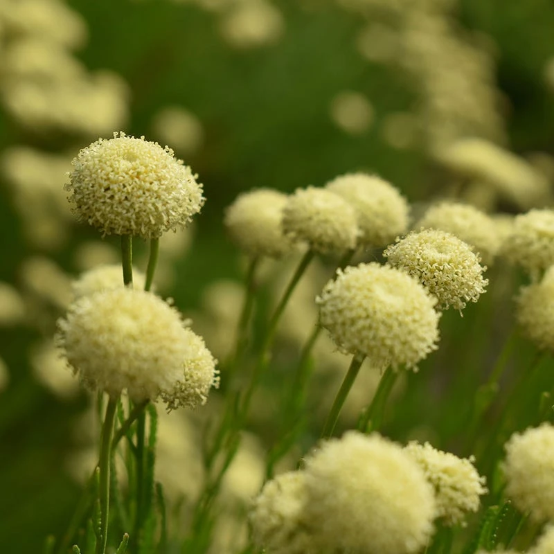 Green Santolina 4 Green Santolina - Image 2