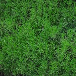 Green Santolina 8 Green Santolina -Garden Wonders santolina rosmarinifolia green santolina spring foliage