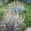 Boulder Blue Fescue Grass -Garden Wonders saxon holt festuca boulder blue
