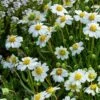 Blackfoot Daisy (Melampodium) -Garden Wonders saxon holt melampodium leucanthemum