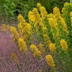 Golden Torch Goldenrod (Wichita Mountains Solidago) -Garden Wonders saxon holt muhlenbergia reverchonii with solidago wichita mtns
