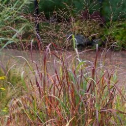 Shenandoah Switch Grass -Garden Wonders saxon holt panicum shenandoah