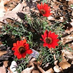 Scarlet Tanager Gazania -Garden Wonders scarlet tanager african daisy ground trio