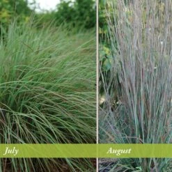 Standing Ovation Little Bluestem Grass 9 Standing Ovation Little Bluestem Grass -Garden Wonders schizachyrium scop standing ovation july august 1 1