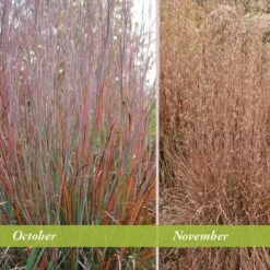 Standing Ovation Little Bluestem Grass 11 Standing Ovation Little Bluestem Grass -Garden Wonders schizachyrium scop standing ovation october november 1 1