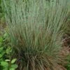 Standing Ovation Little Bluestem Grass 1 Standing Ovation Little Bluestem Grass -Garden Wonders schizachyrium scop standing ovation 1 1