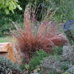 Blaze Little Bluestem Grass -Garden Wonders schizachyrium scoparium blaze 1 cropped