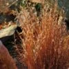 Blaze Little Bluestem Grass -Garden Wonders schizachyrium scoparium blaze 3 cropped 4
