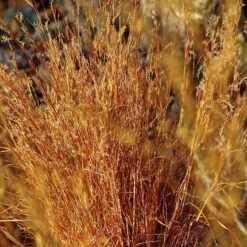 Blaze Little Bluestem Grass -Garden Wonders schizachyrium scoparium blaze cropped 2