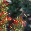 Royal Catchfly (Silene) -Garden Wonders scott myrick hummingbird silene regia royal catch fly wa