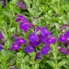 Dark Violet Skullcap (Scutellaria) 2 Dark Violet Skullcap (Scutellaria) -Garden Wonders scutellaria dark violet close up flower