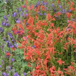 Compact Pineleaf Penstemon -Garden Wonders scutellaria resinosa penstemon pinifolius compactum