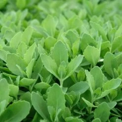 Autumn Fire Sedum -Garden Wonders sed autumnfire fol northcreek nu