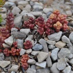 Old Man's Bones Sedum -Garden Wonders sedum globosum old mans bones growing 1