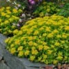 Orange Stonecrop -Garden Wonders sedum kamtschaticum 1