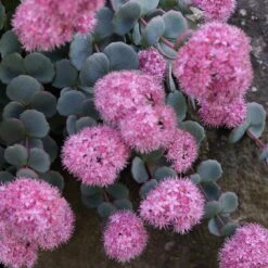 October Daphne Sedum -Garden Wonders sedum seboldii october daphne 11