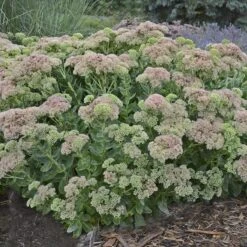 Autumn Fire Sedum -Garden Wonders sedum autumn fire whole plant e