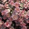 Voodoo Sedum -Garden Wonders sedum purium voo doo 001 720x720 72 rgb