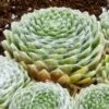 Cobweb Hens And Chicks -Garden Wonders sempervivum arachnoideum 3