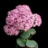 October Daphne Sedum -Garden Wonders shutterstock 41013100 october daphne sedum cropped