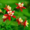 Red Hobbit Columbine -Garden Wonders shutterstock 42234346 aquilegia caerulea red hobbit 1