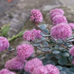 October Daphne Sedum -Garden Wonders shutterstock 526785517 sedum october daphne cropped