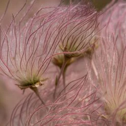 Apache Plume (Fallugia) -Garden Wonders shutterstock apache plume fallugia paradoxa 2 cropped