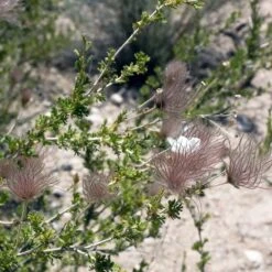 Apache Plume (Fallugia) -Garden Wonders shutterstock apache plume fallugia paradoxa 3 cropped