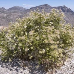 Apache Plume (Fallugia) -Garden Wonders shutterstock apache plume fallugia paradoxa 4 cropped
