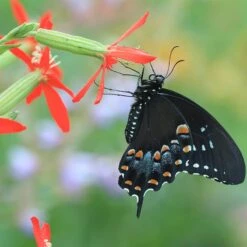 Royal Catchfly (Silene) 6 Royal Catchfly (Silene) -Garden Wonders silene regia royal catchfly black swallowtail butterfly 1