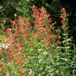 Royal Catchfly (Silene) 7 Royal Catchfly (Silene) -Garden Wonders silene reiga royal catchfly full plant