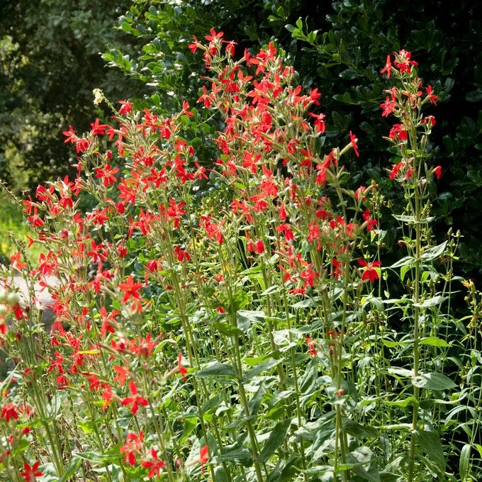 Royal Catchfly (Silene) 5 Royal Catchfly (Silene) - Image 3