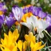Snow Crocus Mix 2 Snow Crocus Mix -Garden Wonders snow crocus mix 1